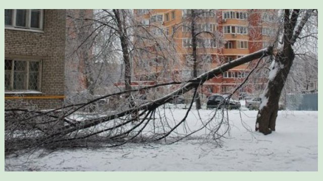  В Харькове из-за непогоды упало три дерева 