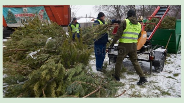 В Харькове заканчивают утилизировать елки после праздников В Харькове заканчивают утилизировать елки после праздников