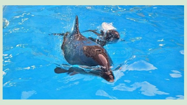 В харьковском дельфинарии - снова пополнение В харьковском дельфинарии - снова пополнение