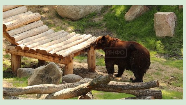 В зоопарке бурых медведей переселили в новый вольер В зоопарке бурых медведей переселили в новый вольер