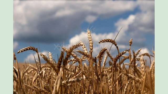Як фермеру заробити на пшениці низької якості? Як фермеру заробити на пшениці низької якості?