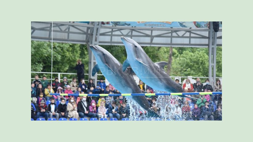 450 харьковских школьников отпраздновали День защиты детей в дельфинарии «Немо» 450 харьковских школьников отпраздновали День защиты детей в дельфинарии «Немо»