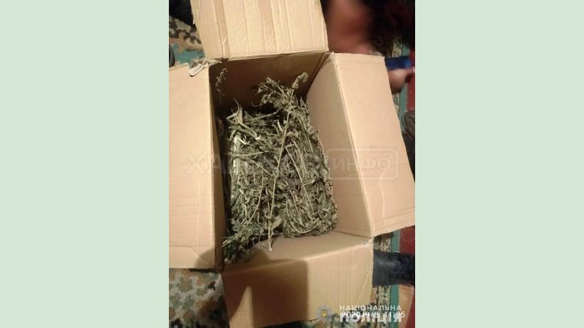 Полицейские изъяли более 200 кустов конопли у жителя Харьковского района Полицейские изъяли более 200 кустов конопли у жителя Харьковского района