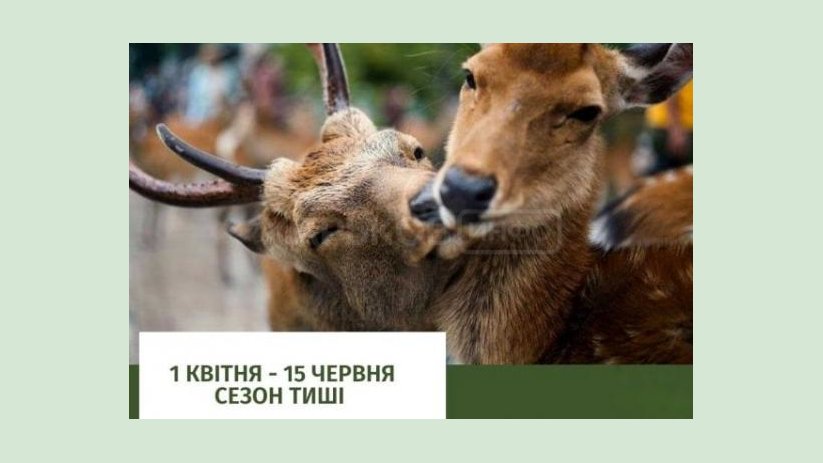С 1 апреля наступает «сезон тишины» в лесах С 1 апреля наступает «сезон тишины» в лесах