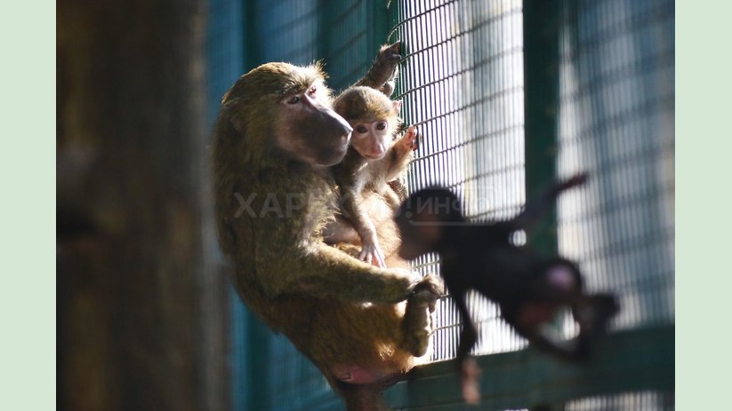 В Фельдман Экопарк снова обезьяний бэби-бум В Фельдман Экопарк снова обезьяний бэби-бум
