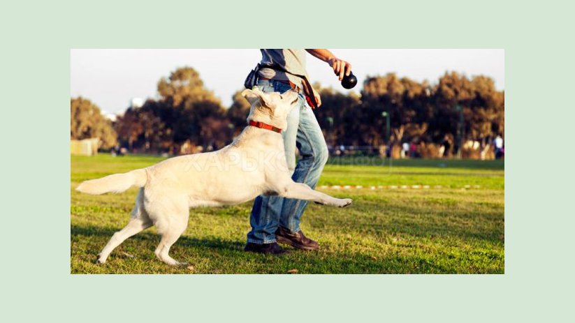 В городском приюте откроют pet-friendly контакт-центр В городском приюте откроют pet-friendly контакт-центр