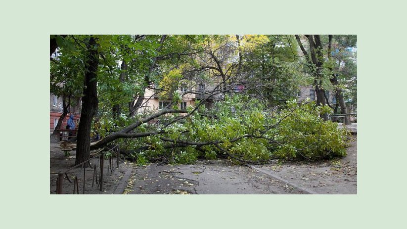 В Харькове из-за непогоды упало семь деревьев В Харькове из-за непогоды упало семь деревьев