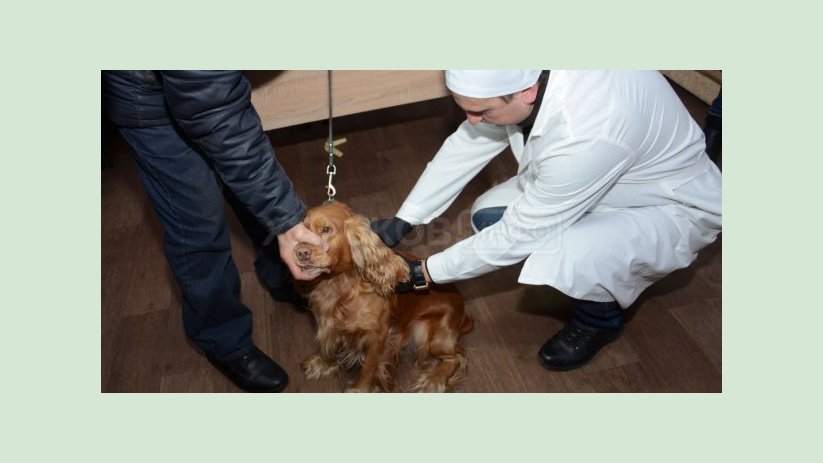 В Харькове начинается плановая вакцинация домашних животных от бешенства В Харькове начинается плановая вакцинация домашних животных от бешенства