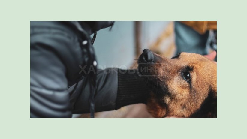 В Харькове появились опекуны над бездомными животными В Харькове появились опекуны над бездомными животными