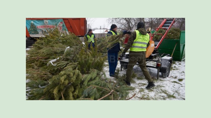 В Харькове заканчивают утилизировать елки после праздников В Харькове заканчивают утилизировать елки после праздников