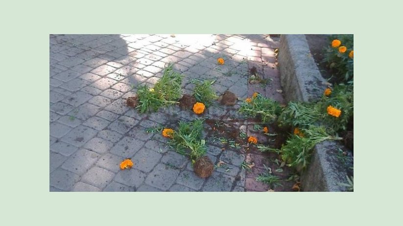 В сквере «Театральный» утром вырвали цветы В сквере «Театральный» утром вырвали цветы