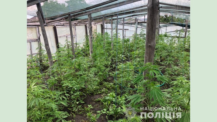 Житель Харьковской области понесет уголовную ответственность за незаконный посев конопли Житель Харьковской области понесет уголовную ответственность за незаконный посев конопли