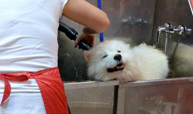 Груминг-салон «Балто» Груминг-салон «Балто»