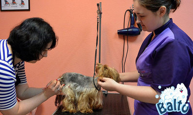 Груминг-салон «Балто» Груминг-салон «Балто»