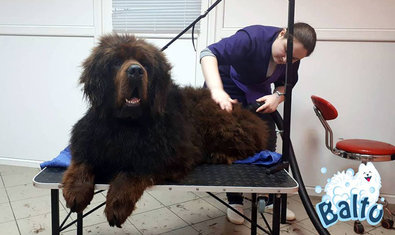 Груминг-салон «Балто» Груминг-салон «Балто»