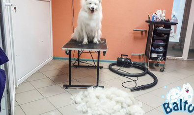 Груминг-салон «Балто» Груминг-салон «Балто»
