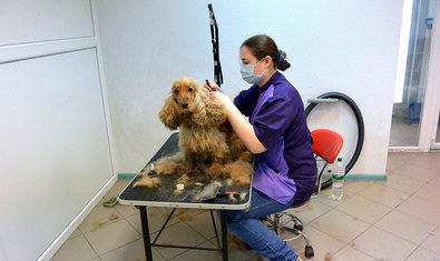 Груминг-салон «Балто» Груминг-салон «Балто»