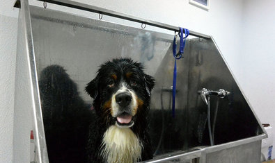 Груминг-салон «Балто» Груминг-салон «Балто»