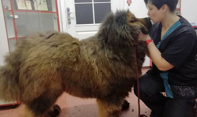 Груминг-салон «Иная Красота» Груминг-салон «Иная Красота»