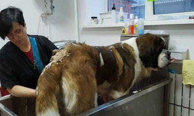 Груминг-салон «Иная Красота» Груминг-салон «Иная Красота»