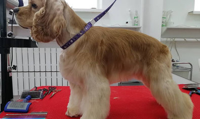 Груминг-салон «Иная Красота» Груминг-салон «Иная Красота»