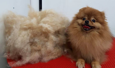 Груминг-салон «Иная Красота» Груминг-салон «Иная Красота»