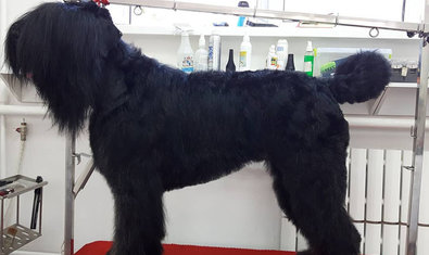 Груминг-салон «Иная Красота» Груминг-салон «Иная Красота»