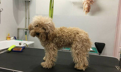 Груминг-салон «Мастерская грумера» Груминг-салон «Мастерская грумера»