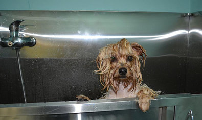 Груминг-салон «Sherry» Груминг-салон «Sherry»