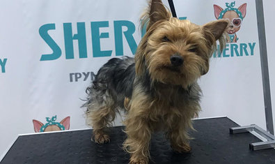 Груминг-салон «Sherry» Груминг-салон «Sherry»