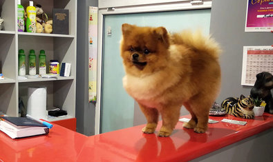 Груминг-салон «SkyGroom» Груминг-салон «SkyGroom»