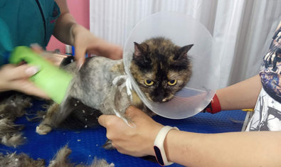 Груминг-салон «SkyGroom» Груминг-салон «SkyGroom»