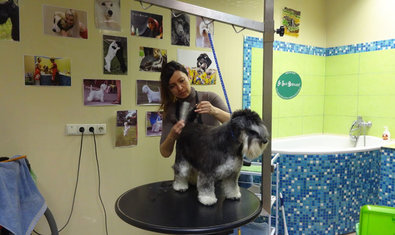 Груминг салон «Terriera» Груминг салон «Terriera»