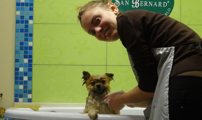 Груминг салон «Terriera» Груминг салон «Terriera»