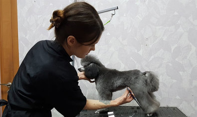 Груминг салон «Terriera» Груминг салон «Terriera»