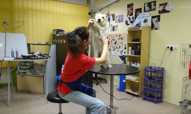 Груминг салон «Terriera» Груминг салон «Terriera»