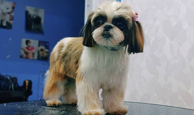 Груминг салон «Terriera» Груминг салон «Terriera»