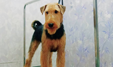 Груминг салон «Terriera» Груминг салон «Terriera»