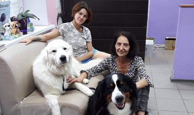 Груминг салон «Terriera» Груминг салон «Terriera»