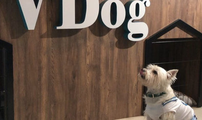 Груминг-салон «VDog» Груминг-салон «VDog»