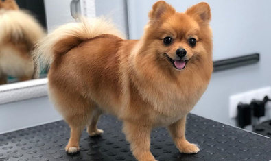 Груминг-салон «VDog» Груминг-салон «VDog»