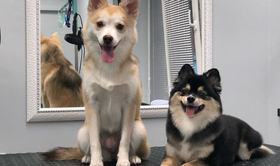 Груминг-салон «VDog» Груминг-салон «VDog»