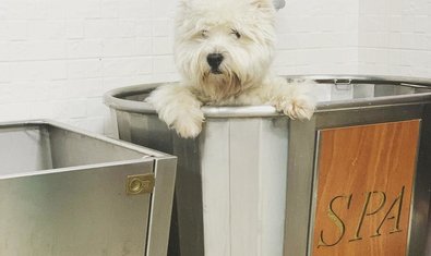 Груминг-салон «WOW»