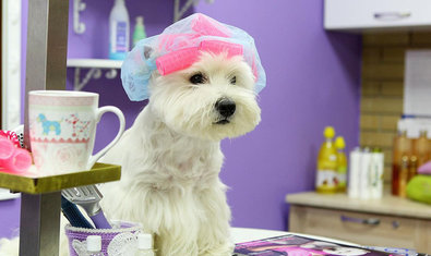 Груминг-салон «WOW»