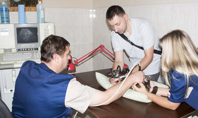 Харьковский ветеринарный госпиталь