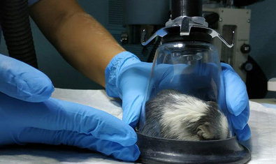 Клиника для грызунов и экзотических животных «EcoCentr» Клиника для грызунов и экзотических животных «EcoCentr»