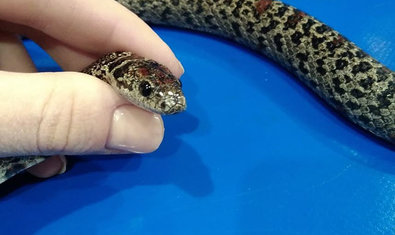 Клиника для грызунов и экзотических животных «EcoCentr» Клиника для грызунов и экзотических животных «EcoCentr»