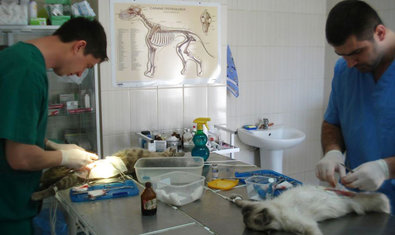 Социальный ВЕТЦЕНТР