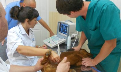 Социальный ВЕТЦЕНТР