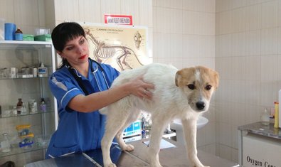 Социальный ВЕТЦЕНТР